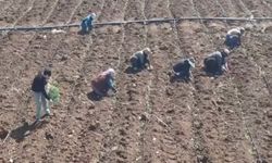 Elazığ'da Domates Üretiminde Yeni Sezon Başladı