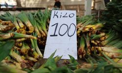 Dağlardan Toplanan Doğal Antibiyotik, Tezgahlarda Yerini Aldı