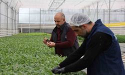 Jeotermal tesiste üretilen çiçekler, kentin renklenmesinde önemli rol alıyor