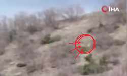 Çoban Köpeğinin Ayıyı Kovaladığı Anlar Görüntülendi