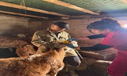 Elazığ'da Şap Aşılama Çalışması Sürüyor