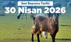 Küçükbaş Yetiştiricilerine 180 Bin TL’ye Kadar Destek