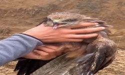 Yakalanan Yaralı Şahin, ekiplere Teslim Edildi