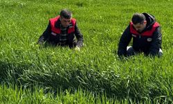 Elazığ’da Hububat Üreticilerine Uyarı: Kök Hastalıkları Verimi Tehdit Ediyor