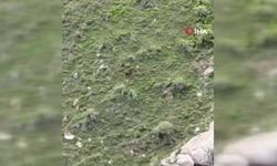 Elazığ'da Dağlık Alanda Koşan Ayı Görüntülendi