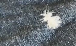 Elazığ'da 'Dikenli Dantel Böceği' görüntülendi