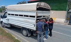 Elazığ'da Kurban Bayramı öncesi hayvan sevklerine sıkı denetim
