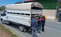 Elazığ’da Kurban Bayramı Öncesi Hayvan Sevklerine Yakın Takip