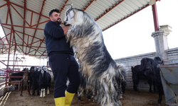 Kurban Mesaisinde 'Rekor' Heyecanı: 140 Kilogramlık Dev Keçi