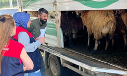 Elazığ’da Kurban Bayramı Öncesi Hayvan Denetimleri Sıklaştırıldı