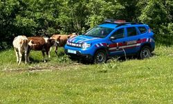 Elazığ'da Kaybolan İnekler Dron İle Bulundu