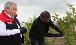 Elazığ’da Bağ Alanlarında Biyoteknik Mücadele Çalışmaları Sürüyor