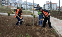 Elazığ Belediyesi, Dikim ve Bakım Çalışmalarını Sürdürüyor