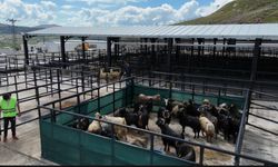 ELAZIĞ’DA KURBAN PAZARINDA BAYRAM HAREKETLİLİĞİ BAŞLADI