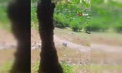Arılar Ağaçta Oğul Verdi: Dallar Arıların Ağırlığıyla Eğildi