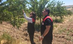 Ağın'da Badem Bahçelerine Hastalık ve Zararlı Kontrolü