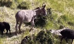 Elazığ'da Sürüden Ayrılan Eşeği Dronun Sesi Geri Getirdi