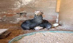 Kümesin Davetsiz Misafiri Yavru Kedi Anne Tavuğun Altına Sığındı