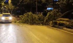 Cumhuriyet Mahallesi'nde Kırılan Ağaç Dalı Trafiği Aksattı, Belediye Ekipleri Hızla Müdahale Etti