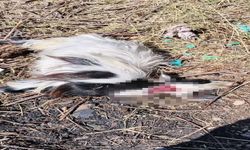 Elazığ'da Sokak Köpekleri 2 Keçiyi Telef Etti