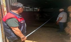 Elazığ'da Büyükbaş İşletmeleri Denetlendi