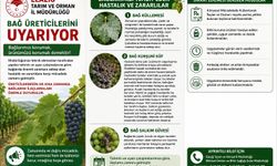 Elazığ’da Bağ Üreticilerine Hastalık ve Zararlı Uyarısı