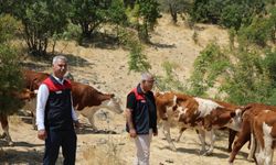 Alaçakaya’da Hayvancılığa Proje Desteği