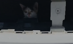 Yavru Kedi Otomobilin Motor Kısmında Mahsur Kaldı