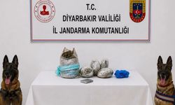 Diyarbakır’da 217 Bin Kök Kenevir ve Skunk İmha Edildi