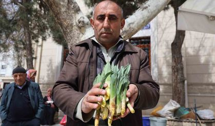 Doğal Antibiyotik ‘Çiriş Otu’ Tezgahlarda Yerini Aldı