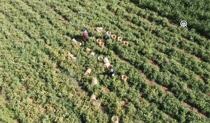 Elazığ’da Atıl Araziler Tarıma Kazandırıldı: 6 Bin Dönümde Üretim Başladı