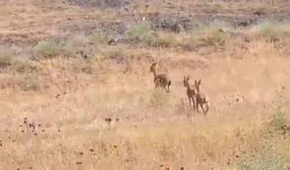 Elazığ’da Dağ Keçileri Piknik Alanlarına İndi
