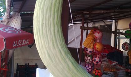 Elazığ’da Dev Acur Hayrete Düşürdü