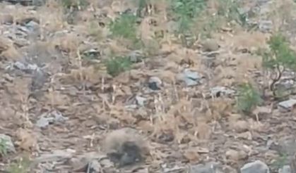 Elazığ’da Dağ Keçileri Sürü Halinde Görüldü