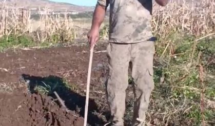 Çiftçiden bahçesini talan eden domuza tebessüm ettiren tepki: "Benden uzak durmadığın müddetçe kalemini kıracağım"