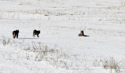 Elazığ'da Vaşak Ailesi Görüntülendi