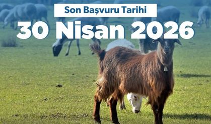 Küçükbaş Yetiştiricilerine 180 Bin TL’ye Kadar Destek