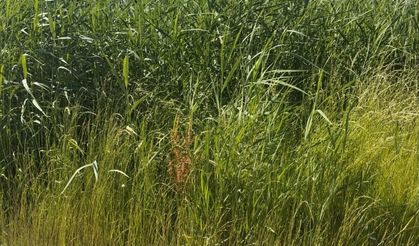 Elazığ Belediyesi’nden Ot ve Haşerelere Karşı Koordineli Mücadele