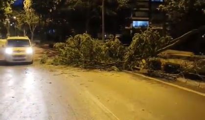 Cumhuriyet Mahallesi'nde Kırılan Ağaç Dalı Trafiği Aksattı, Belediye Ekipleri Hızla Müdahale Etti