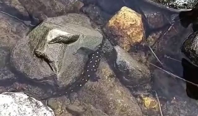Elazığ’da Anadolu Benekli Semenderi Görüntülendi
