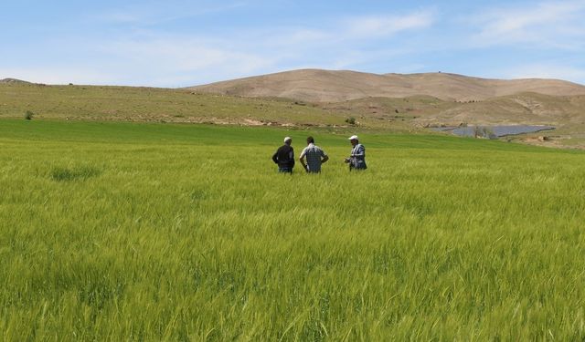 Elazığ’da Süne Sürvey Çalışmaları Başladı