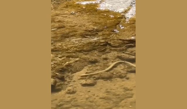 Elazığ’da Su Yılanı Balık Avlarken Görüntülendi