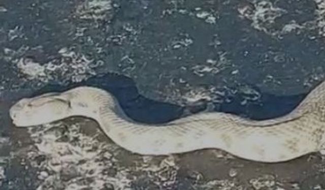 Elazığ’da Karayoluna İnen Dev Engerek Korkuttu