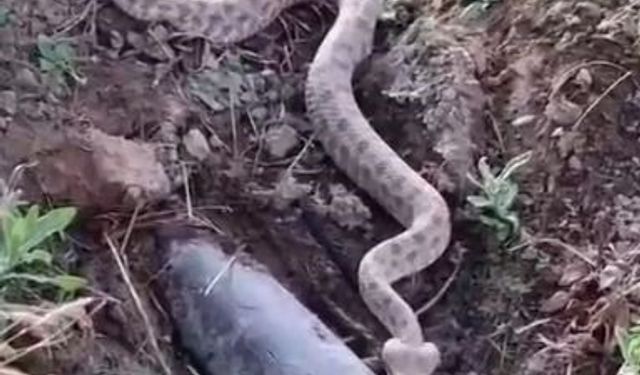 Elazığ’da Koca Engerek Yılanı Görüntülendi