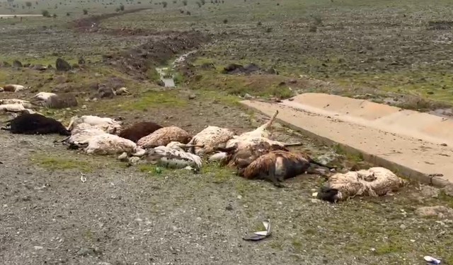 Kazanın Ardından Bırakılan Koyunlar Tehlike Saçıyor