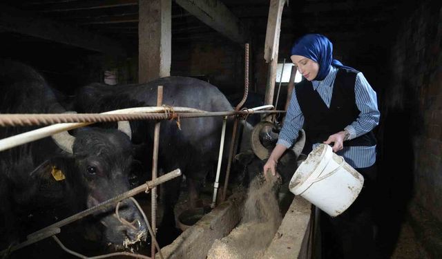 Ticari Süt İşletmelerince 999 bin 348 Ton İnek Sütü Toplandı
