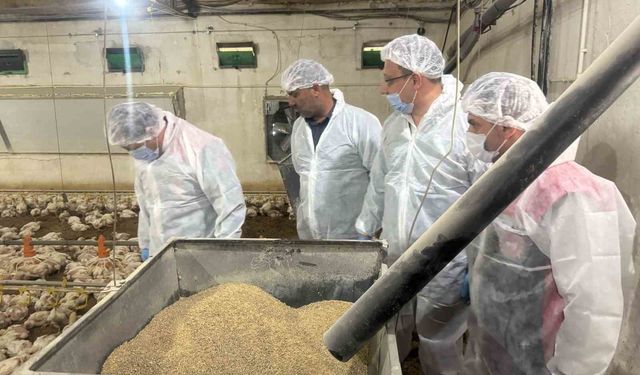 Tavuk Eti Üretimi Mayıs Ayında Yüzde 1,8 Arttı