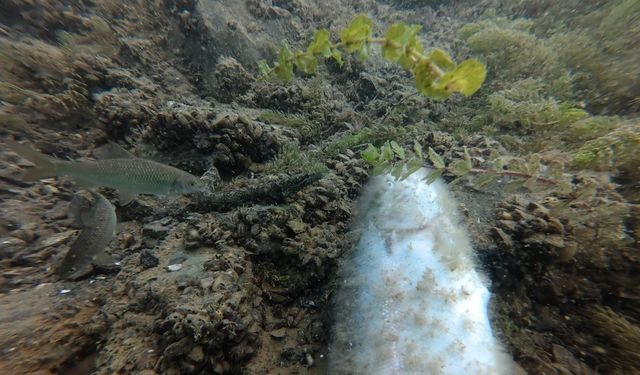Elazığ’da Su Altı Harikaları Kayda Alınıyor