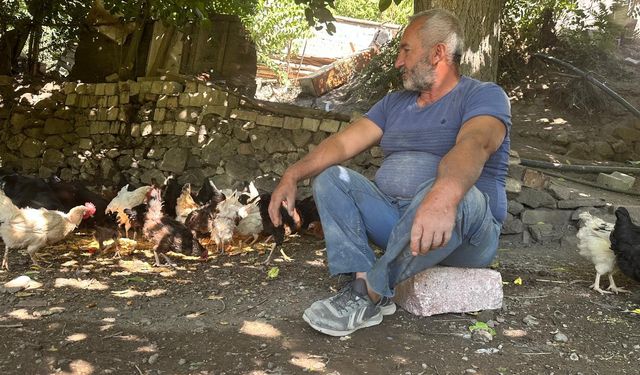 Tilkiler Kümeslere Dadandı, Aileler Nöbette