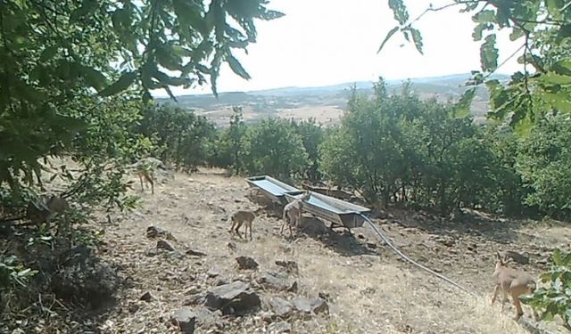 Elazığ’da Dağ Keçilerinin Sıvatlardan Su İçmesi Fotokapanlara Yansıdı